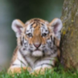 Meet your Posher, Everett